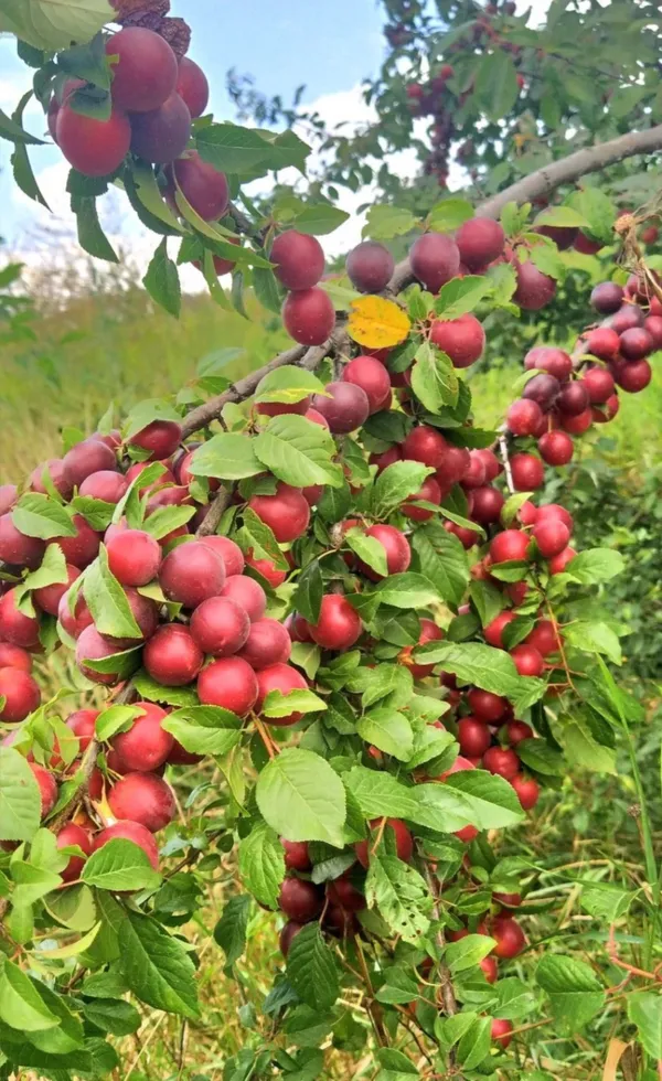 Thai_Variety_(Grafted)_Alubhukara/Aloobukhra__Live_Fruit_Plant_&_Tree_(1.5-3.5_Ft_Hight)_For_Home_Gardening_(Hybrid,_Pack_Of_1)