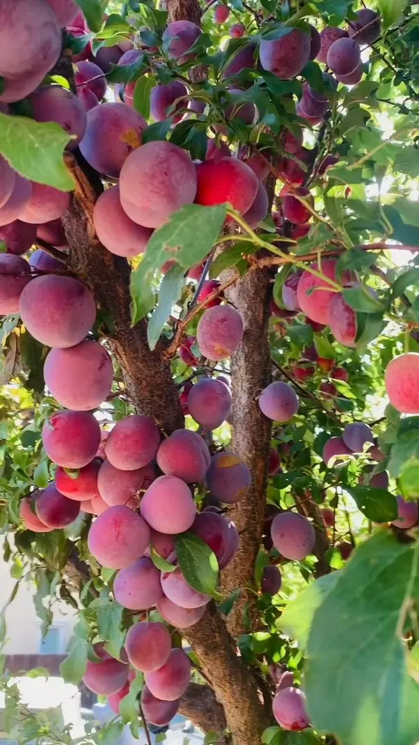 Thai_Variety_(Grafted)_Alubhukara/Aloobukhra__Live_Fruit_Plant_&_Tree_(1.5-3.5_Ft_Hight)_For_Home_Gardening_(Hybrid,_Pack_Of_1)