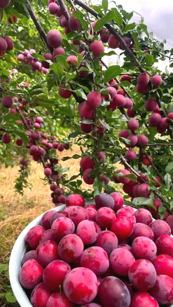 Thai_Variety_(Grafted)_Alubhukara/Aloobukhra__Live_Fruit_Plant_&_Tree_(1.5-3.5_Ft_Hight)_For_Home_Gardening_(Hybrid,_Pack_Of_1)