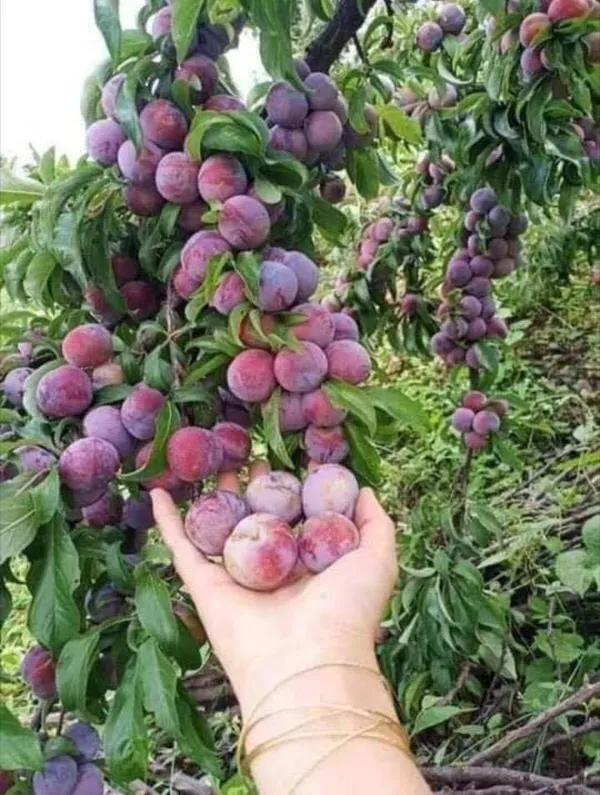Thai_Variety_(Grafted)_Alubhukara/Aloobukhra__Live_Fruit_Plant_&_Tree_(1.5-3.5_Ft_Hight)_For_Home_Gardening_(Hybrid,_Pack_Of_1)