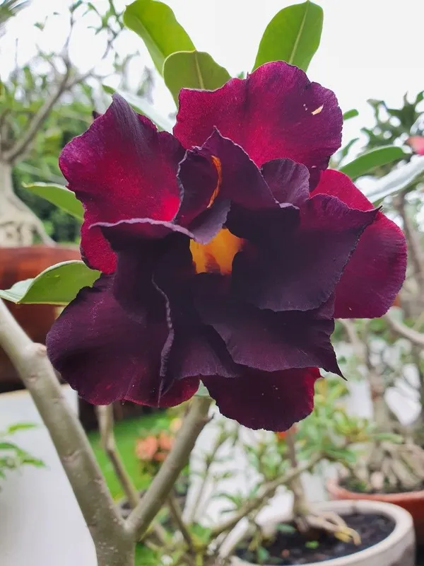 Bicolor_Adenium_(Grafted)_Flowering_Plant_For_Home_Garden,_Pack_of_1