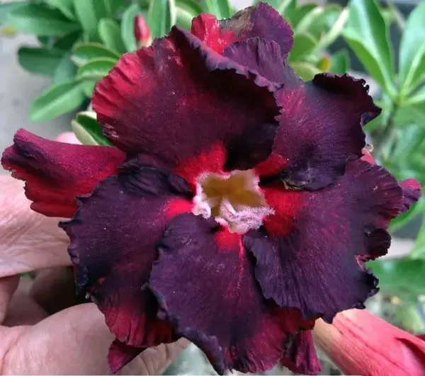 Bicolor_Adenium_(Grafted)_Flowering_Plant_For_Home_Garden,_Pack_of_1