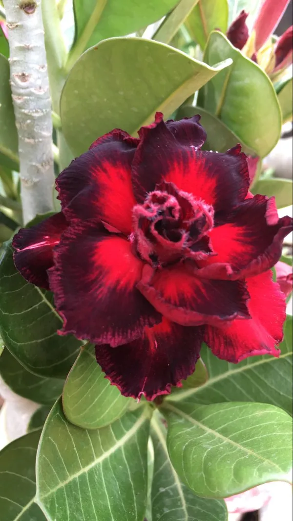Bicolor_Adenium_(Grafted)_Flowering_Plant_For_Home_Garden,_Pack_of_1