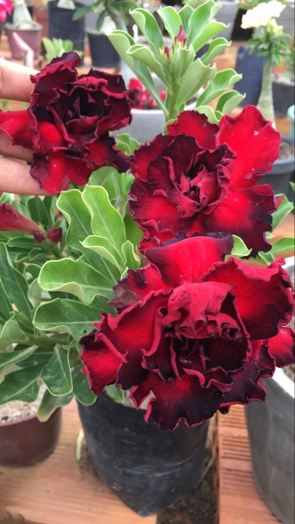 Bicolor_Adenium_(Grafted)_Flowering_Plant_For_Home_Garden,_Pack_of_1
