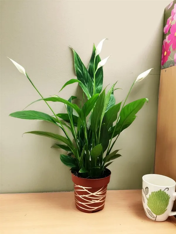 Low_Maintenance_Live_Peace_Lily_Plant_|_Air_Purifying_Spathiphyllum_Indoor_Plant_|_With_Flower_Pot_for_Home,_Office_&_Living_Room