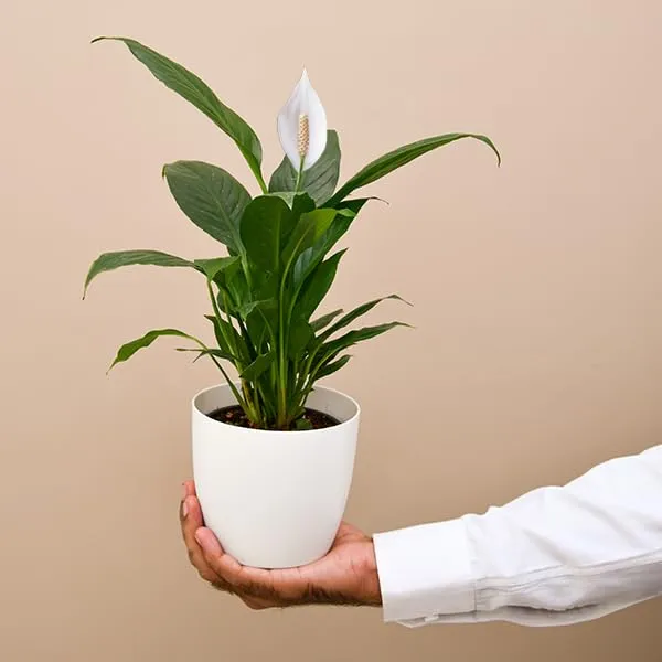 Low_Maintenance_Live_Peace_Lily_Plant_|_Air_Purifying_Spathiphyllum_Indoor_Plant_|_With_Flower_Pot_for_Home,_Office_&_Living_Room
