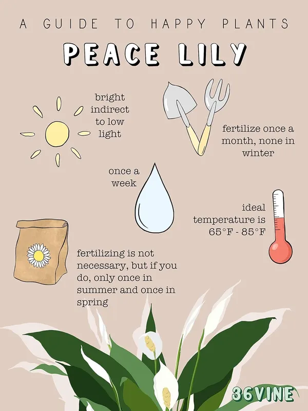 Low_Maintenance_Live_Peace_Lily_Plant_|_Air_Purifying_Spathiphyllum_Indoor_Plant_|_With_Flower_Pot_for_Home,_Office_&_Living_Room