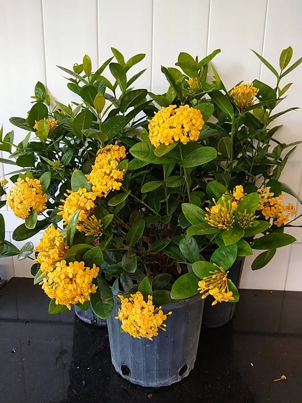 Ixora_(Yellow)_Flower_Plant_&_Tree_For_Shrub/Bush/Home_Garden_(Pack_Of_1)
