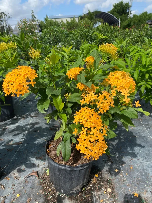 Ixora_(Yellow)_Flower_Plant_&_Tree_For_Shrub/Bush/Home_Garden_(Pack_Of_1)