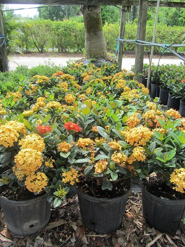 Ixora_(Yellow)_Flower_Plant_&_Tree_For_Shrub/Bush/Home_Garden_(Pack_Of_1)