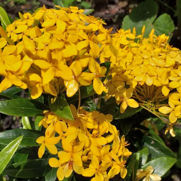 Ixora_(Yellow)_Flower_Plant_&_Tree_For_Shrub/Bush/Home_Garden_(Pack_Of_1)