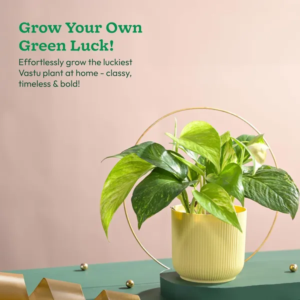 Natural_Live_Indoor_Outdoor_Money_Plant