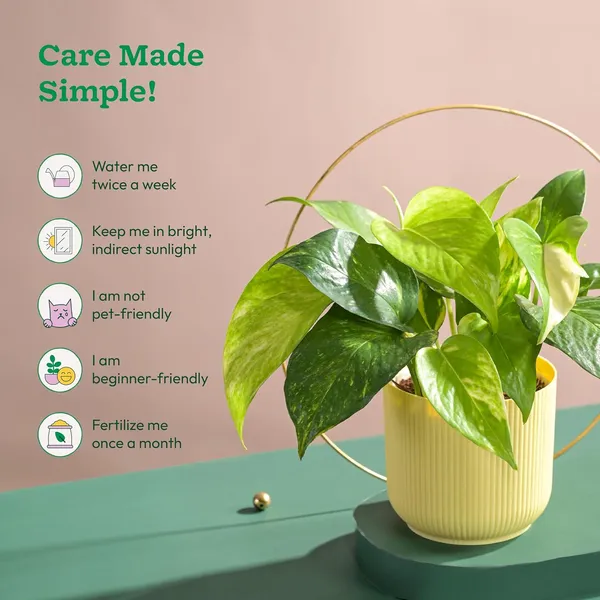 Natural_Live_Indoor_Outdoor_Money_Plant