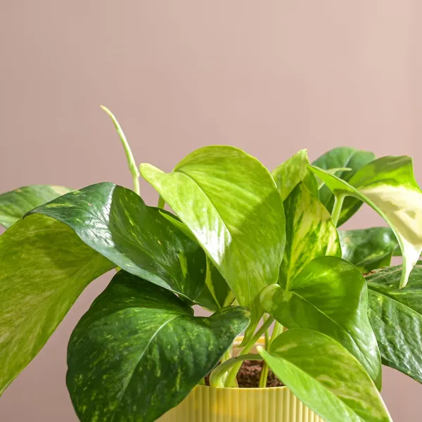 Natural_Live_Indoor_Outdoor_Money_Plant