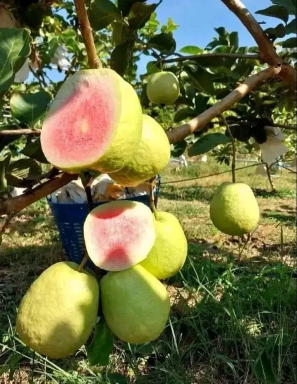 Red_Dimond_Amrood/Guava_Seedless_Fruit_Plant_&_Tree_(1.5-3.5_Ft_Height)_Pack_Of_1