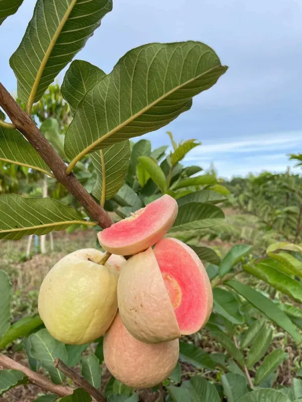 Red_Dimond_Amrood/Guava_Seedless_Fruit_Plant_&_Tree_(1.5-3.5_Ft_Height)_Pack_Of_1