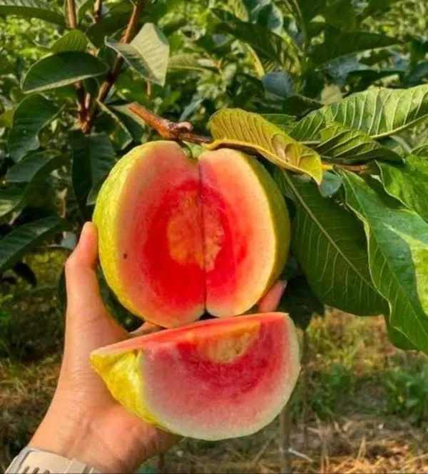 Red_Dimond_Amrood/Guava_Seedless_Fruit_Plant_&_Tree_(1.5-3.5_Ft_Height)_Pack_Of_1