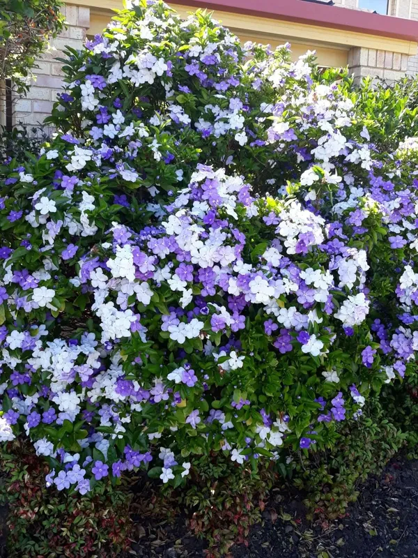 Color-Changing_Brunfelsia_Latifolia_Attractive_Flower_Plant_&_Tree_For_Shrub/Bush/Home_Garden,_Pack_Of_1