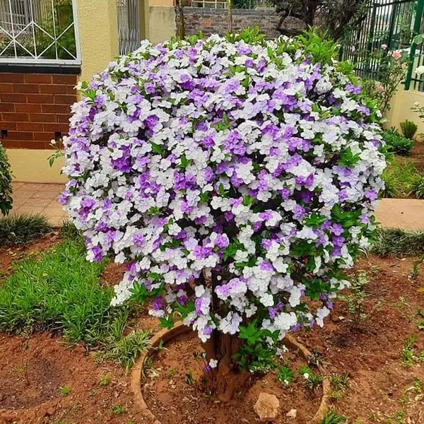 Color-Changing_Brunfelsia_Latifolia_Attractive_Flower_Plant_&_Tree_For_Shrub/Bush/Home_Garden,_Pack_Of_1