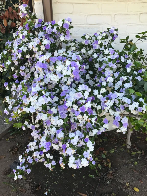 Color-Changing_Brunfelsia_Latifolia_Attractive_Flower_Plant_&_Tree_For_Shrub/Bush/Home_Garden,_Pack_Of_1