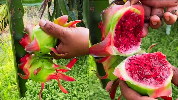 American_Red_Dragon_Hybrid_Fruit_Plant_&_Tree_For_Sweet_Home_Gardening_(Pack_Of_1)