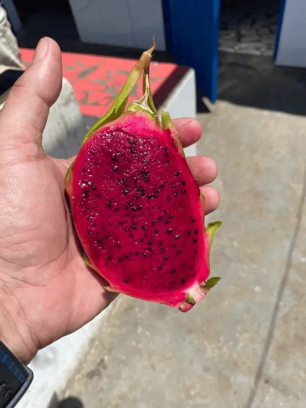 American_Red_Dragon_Hybrid_Fruit_Plant_&_Tree_For_Sweet_Home_Gardening_(Pack_Of_1)