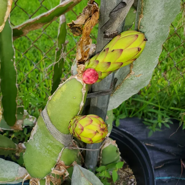 American_Red_Dragon_Hybrid_Fruit_Plant_&_Tree_For_Sweet_Home_Gardening_(Pack_Of_1)