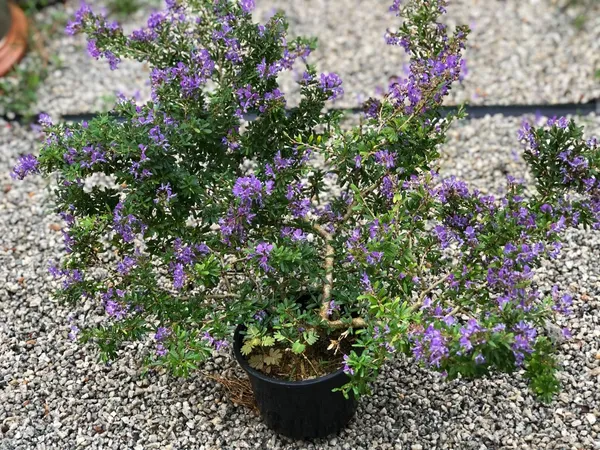 Vietnamese_Blue_Bell_Live_Flower_Plant_For_Home_Decor/Garden_(Pack_Of_1)
