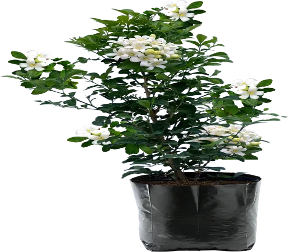 Madhu_Kamini_Flower_Highly_Fragrant_Flower_Plant_&_Tree