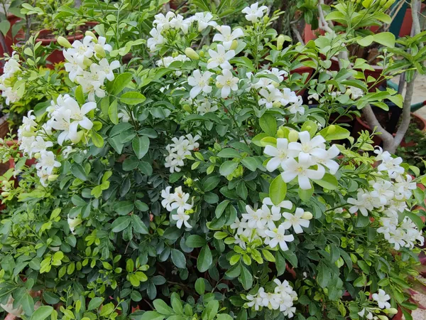 Madhu_Kamini_Flower_Highly_Fragrant_Flower_Plant_&_Tree
