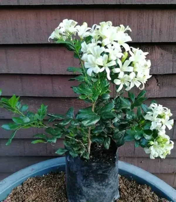 Madhu_Kamini_Flower_Highly_Fragrant_Flower_Plant_&_Tree
