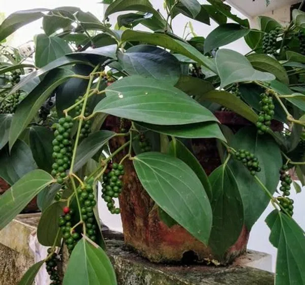 Vietnam_Black_Pepper_Plant