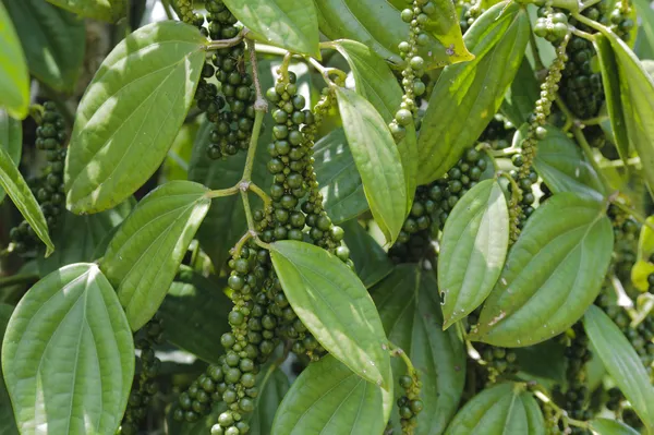 Vietnam_Black_Pepper_Plant