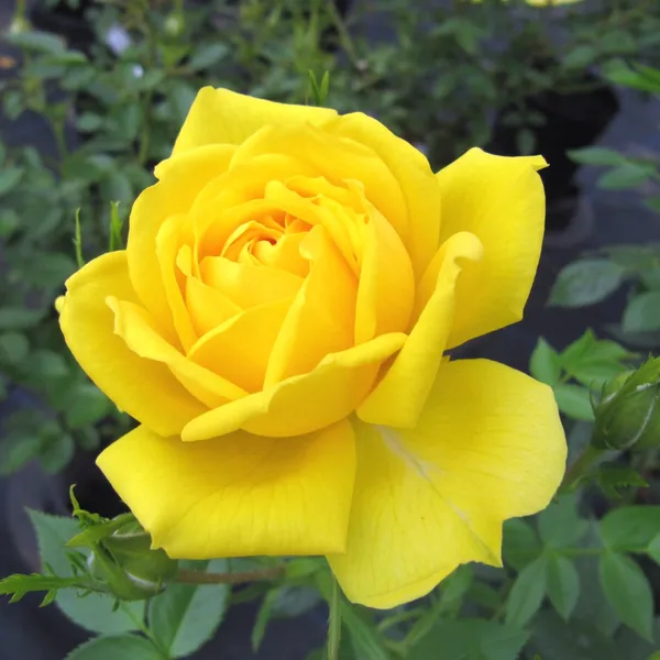 Aesthetic_Yellow_Rose_Flower_Plant_&_Tree_Foa_Garden,_Easy_To_Grow_Healthy_Rose_Plant_(Hybrid,_Pack_Of_1)