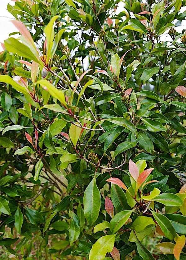 Clove/Lobongo__Spices_Live_Plant_&_Tree_For_Your_Sweet_Home_Gardening_(Hybrid,_Pack_Of_1)