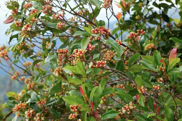 Clove/Lobongo__Spices_Live_Plant_&_Tree_For_Your_Sweet_Home_Gardening_(Hybrid,_Pack_Of_1)