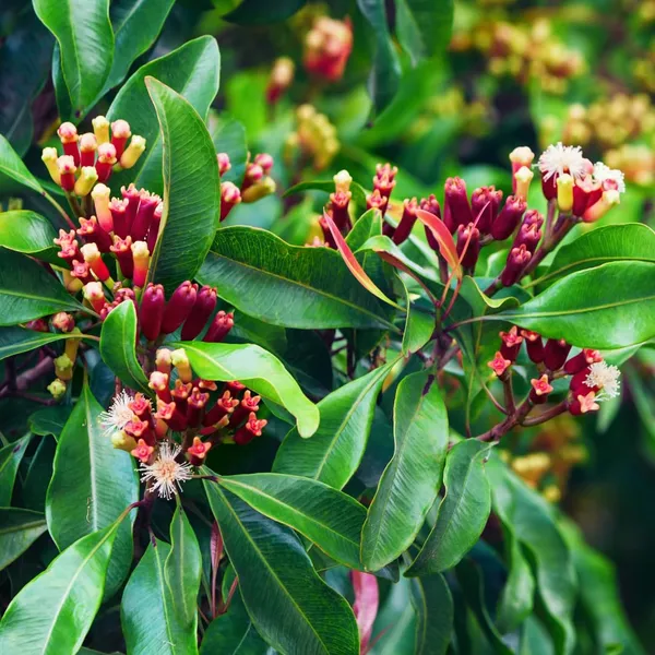 Clove/Lobongo__Spices_Live_Plant_&_Tree_For_Your_Sweet_Home_Gardening_(Hybrid,_Pack_Of_1)