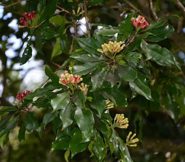 Clove/Lobongo__Spices_Live_Plant_&_Tree_For_Your_Sweet_Home_Gardening_(Hybrid,_Pack_Of_1)