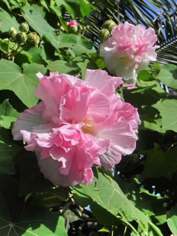 Land_lotus_Tree,_Double_Petal_(Sthal_Padma/Hibiscus_Metabolism|_Cotton_Rose_Plant)_Pack_Of_1