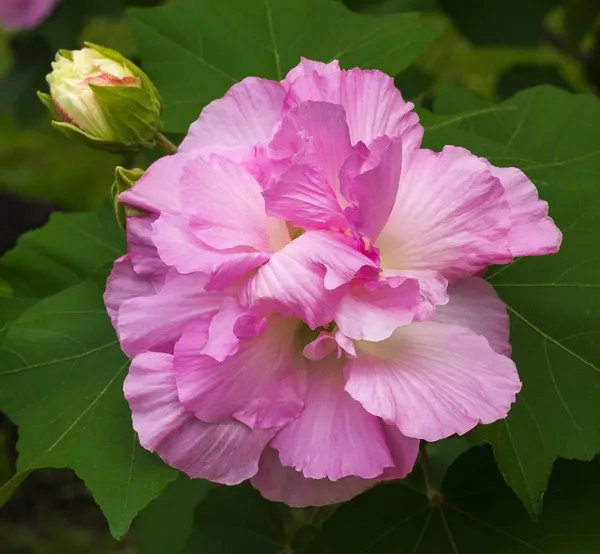 Land_lotus_Tree,_Double_Petal_(Sthal_Padma/Hibiscus_Metabolism|_Cotton_Rose_Plant)_Pack_Of_1