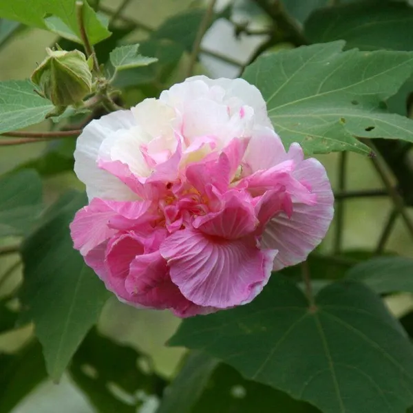Land_lotus_Tree,_Double_Petal_(Sthal_Padma/Hibiscus_Metabolism|_Cotton_Rose_Plant)_Pack_Of_1