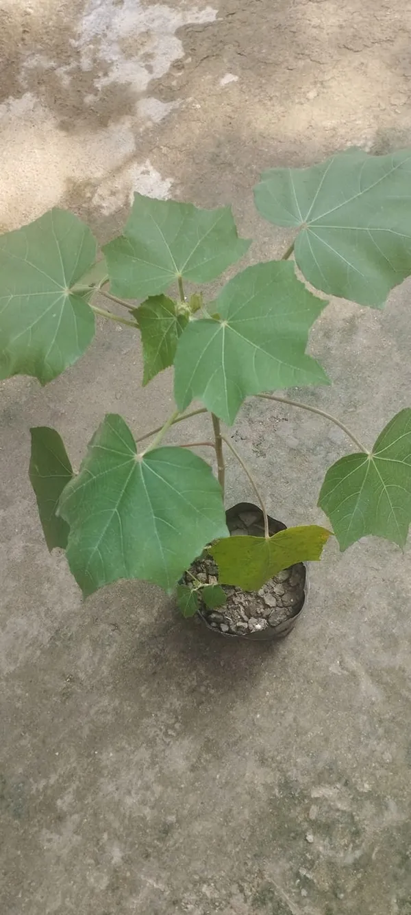 Land_lotus_Tree,_Double_Petal_(Sthal_Padma/Hibiscus_Metabolism|_Cotton_Rose_Plant)_Pack_Of_1