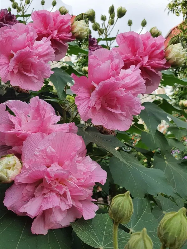 Land_lotus_Tree,_Double_Petal_(Sthal_Padma/Hibiscus_Metabolism|_Cotton_Rose_Plant)_Pack_Of_1