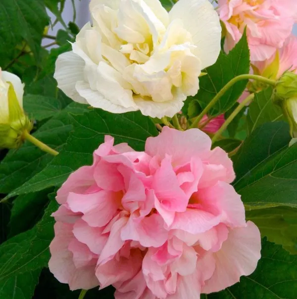 Land_lotus_Tree,_Double_Petal_(Sthal_Padma/Hibiscus_Metabolism|_Cotton_Rose_Plant)_Pack_Of_1