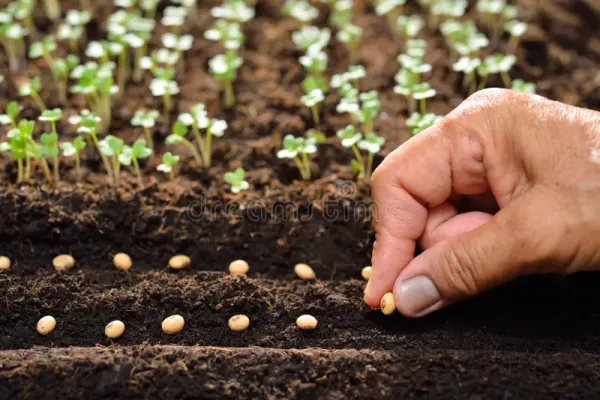 Long_Bitter_Gourd_Seeds_-_200_gms_For_Home_Garden_Easy_To_Grow_Bitter_Melon_Seeds,_Pack_Of_1