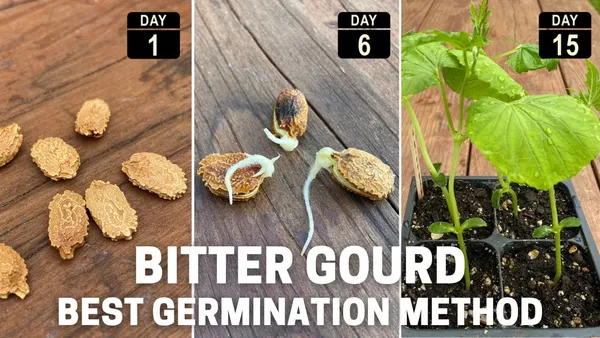 Long_Bitter_Gourd_Seeds_-_200_gms_For_Home_Garden_Easy_To_Grow_Bitter_Melon_Seeds,_Pack_Of_1