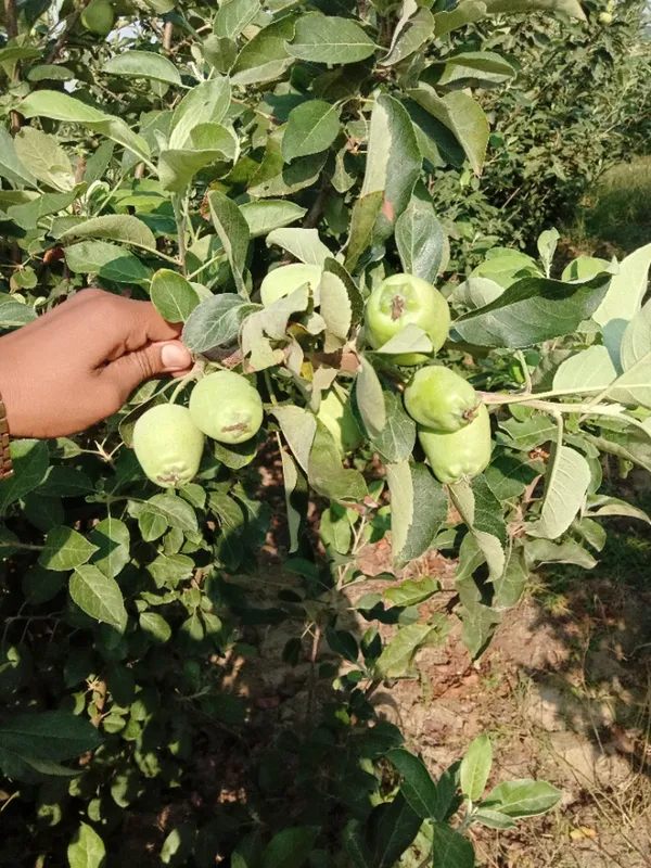 Hot_Climate_Apple_Plant_HRMN-99__(Grafted_)_Healthy_Live_Plant_For__Home_and__Garden