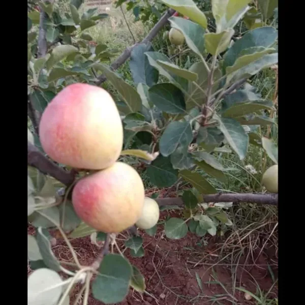 Hot_Climate_Apple_Plant_HRMN-99__(Grafted_)_Healthy_Live_Plant_For__Home_and__Garden