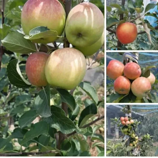 Hot_Climate_Apple_Plant_HRMN-99__(Grafted_)_Healthy_Live_Plant_For__Home_and__Garden
