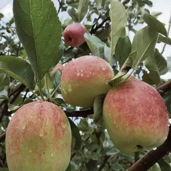 Hot_Climate_Apple_Plant_HRMN-99__(Grafted_)_Healthy_Live_Plant_For__Home_and__Garden